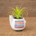 Critter Succulent Llama