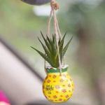 Mini Hanging Succulent Pineapple